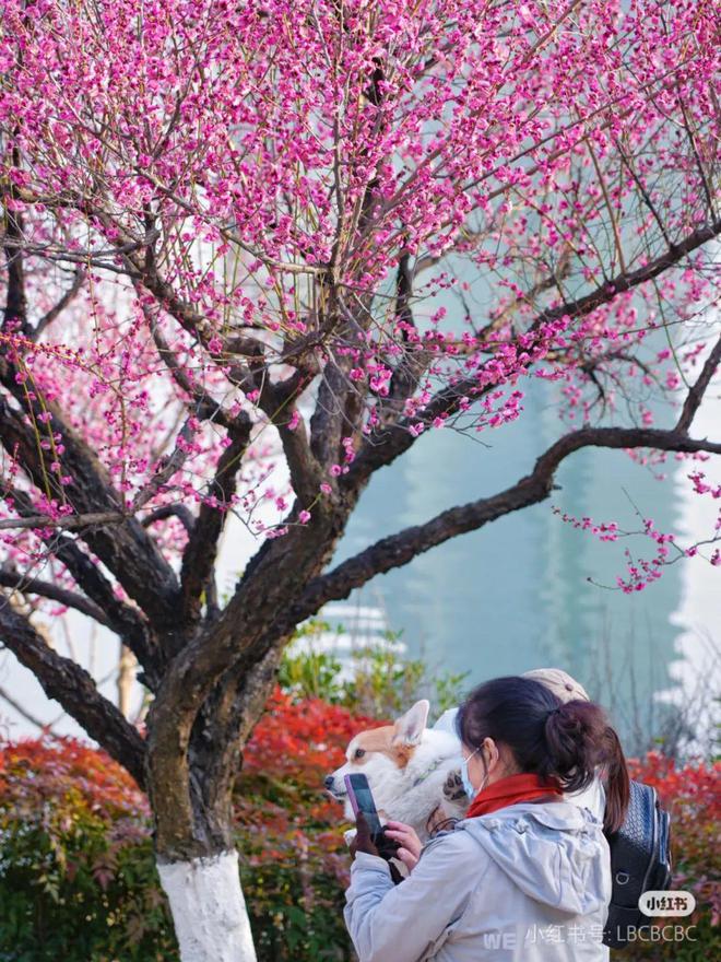 划 花下漫步、食间寻香、馆内品文……人生就是博-尊龙凯时蜀山春日赏梅计(图1)
